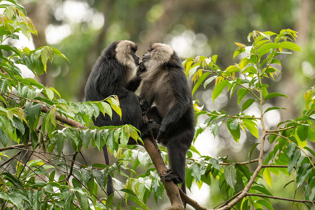 Lion tailed macaques