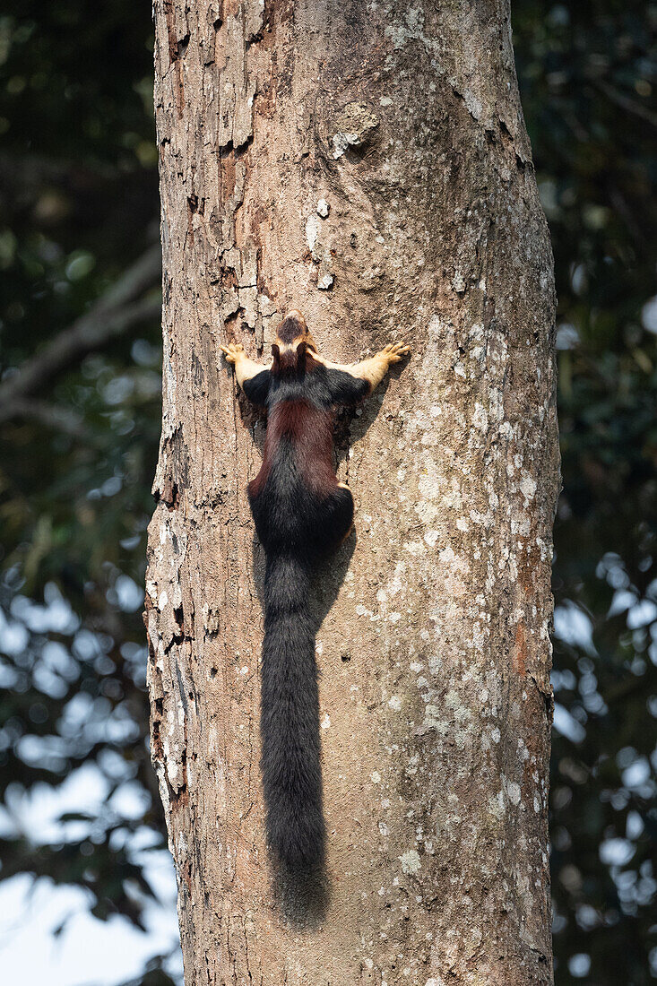 Malabar giant squirrel