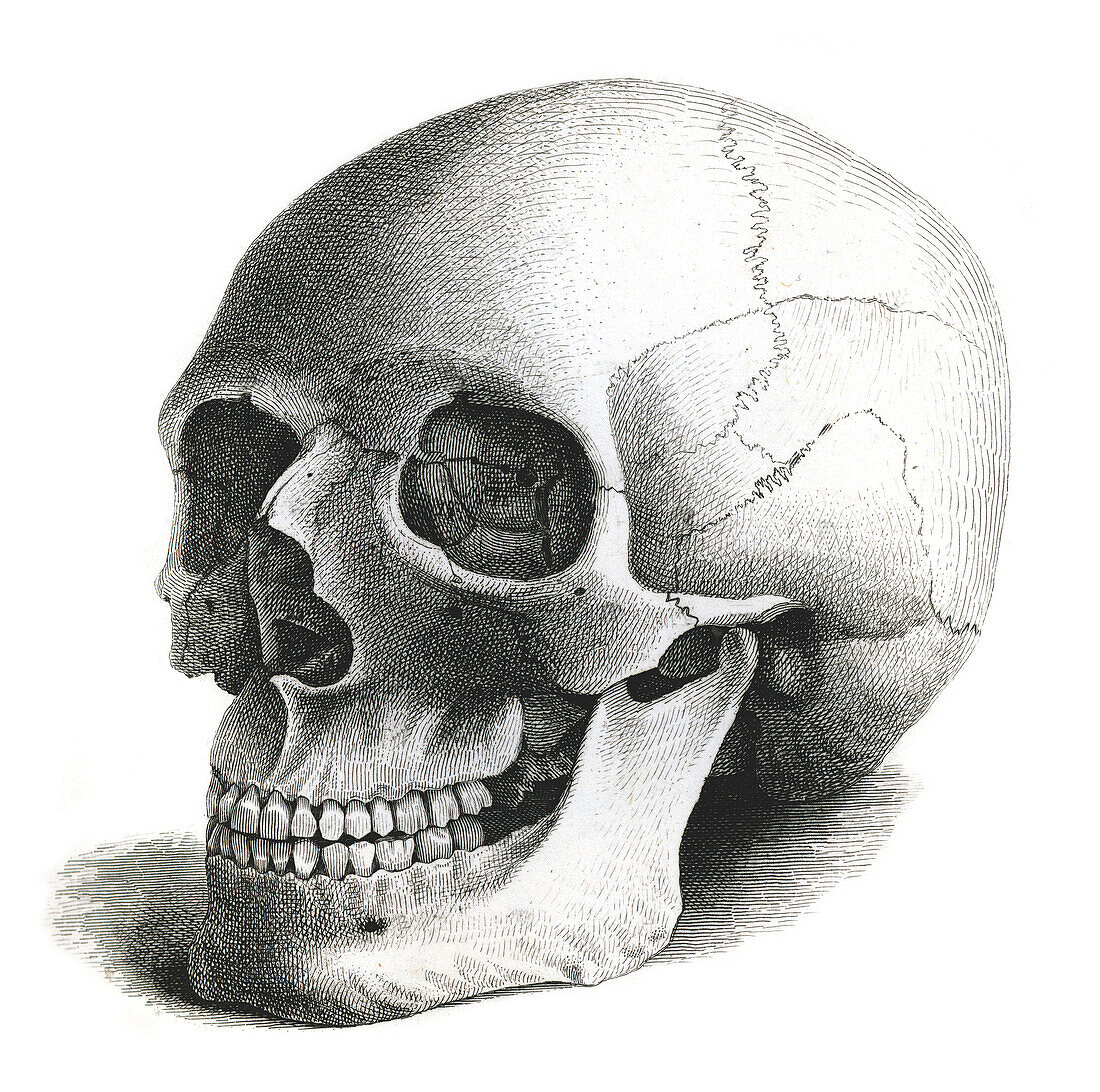Skull, illustration