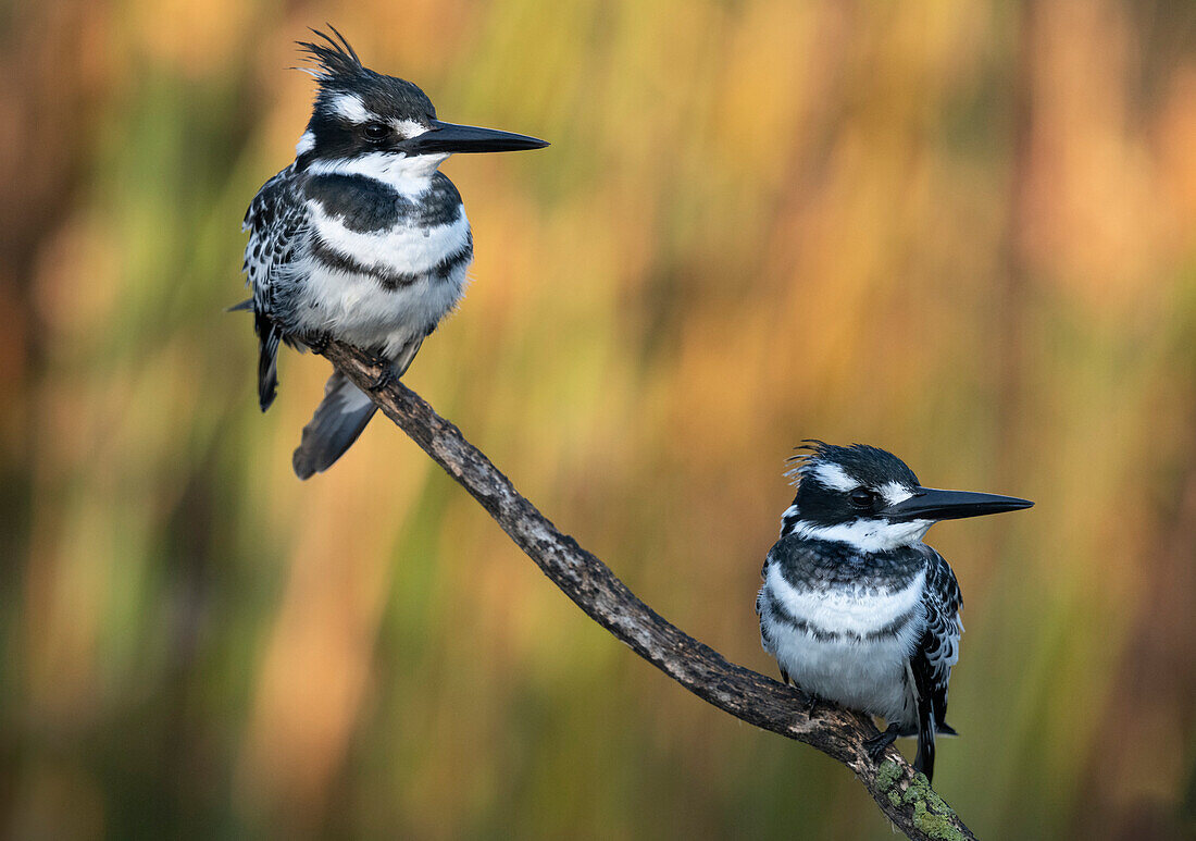Perched pair of pied kingfishers