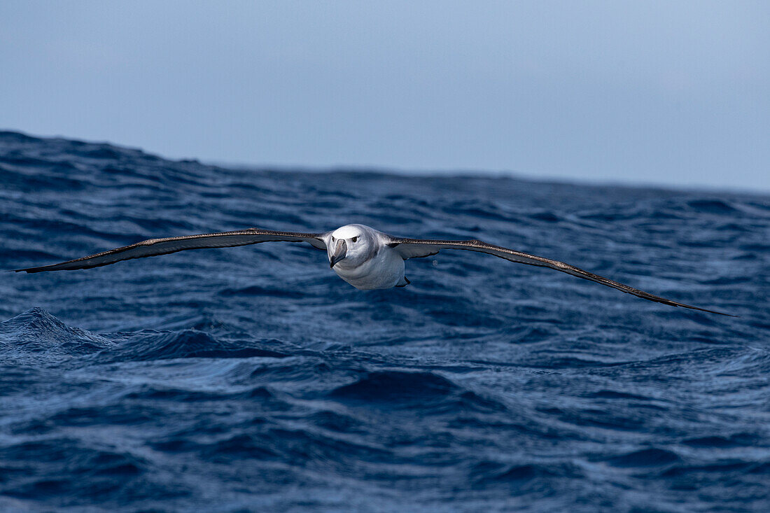 Shy albatross in flight