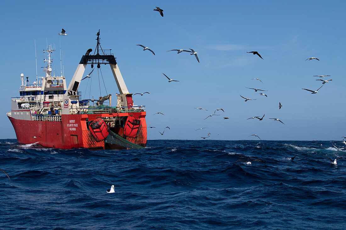 Long-line commercial fishing trawler with pelagic birds