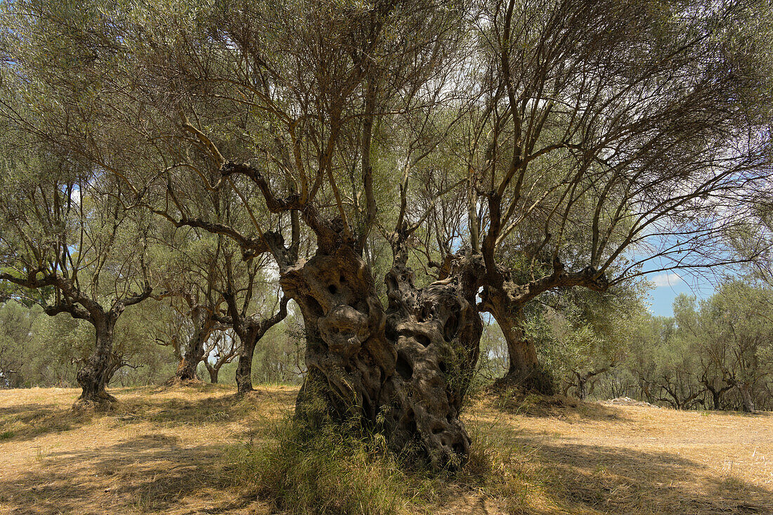 Ancient olive tree, Sparta.
