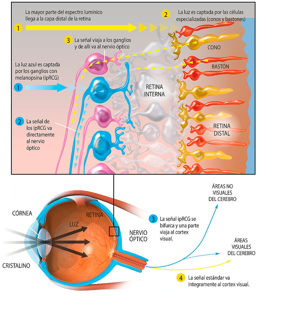 Structure of the eye, illustration