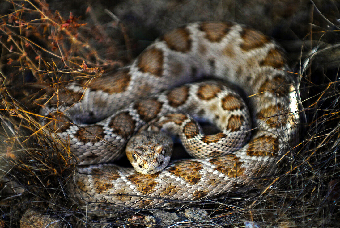 Adult Santa Catalina Island rattlesnake