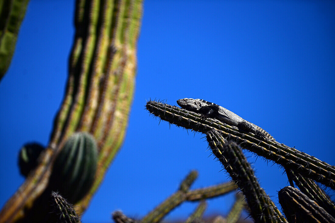 San Esteban spiny-tailed iguana