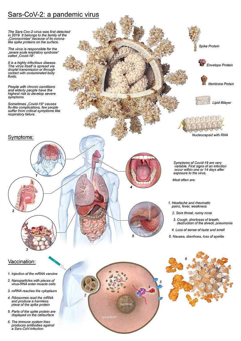 Covid-19 virus and symptoms, illustration