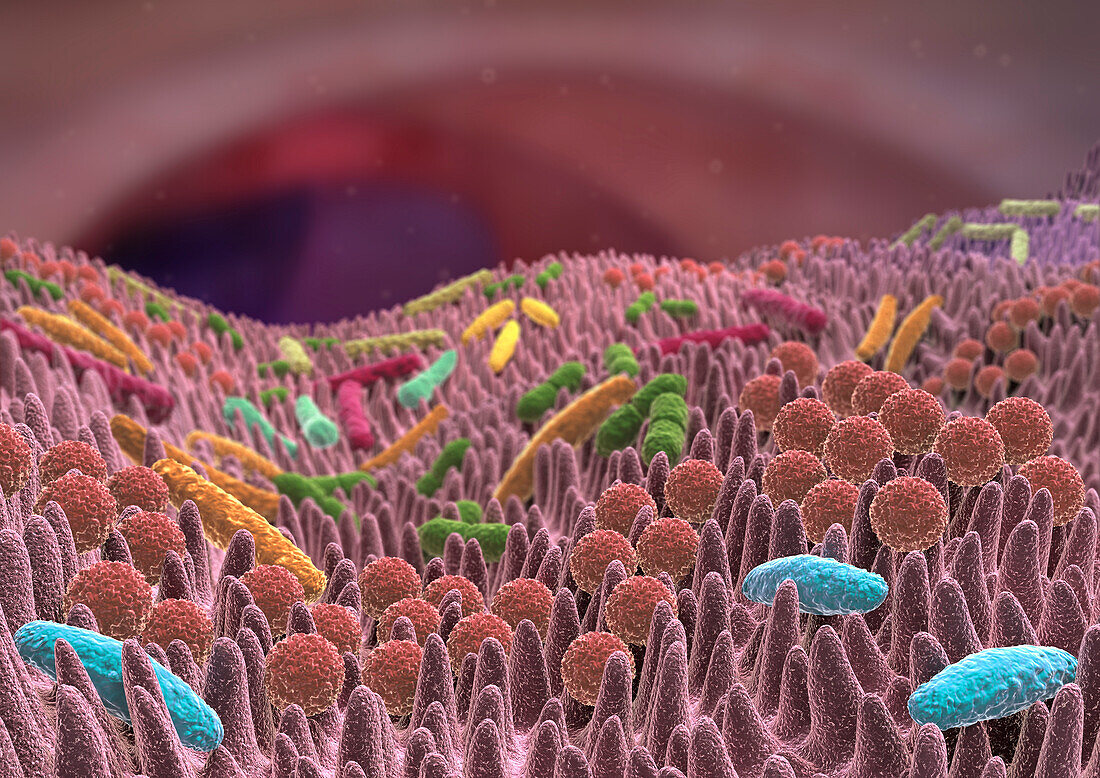 Gut microbiota, illustration