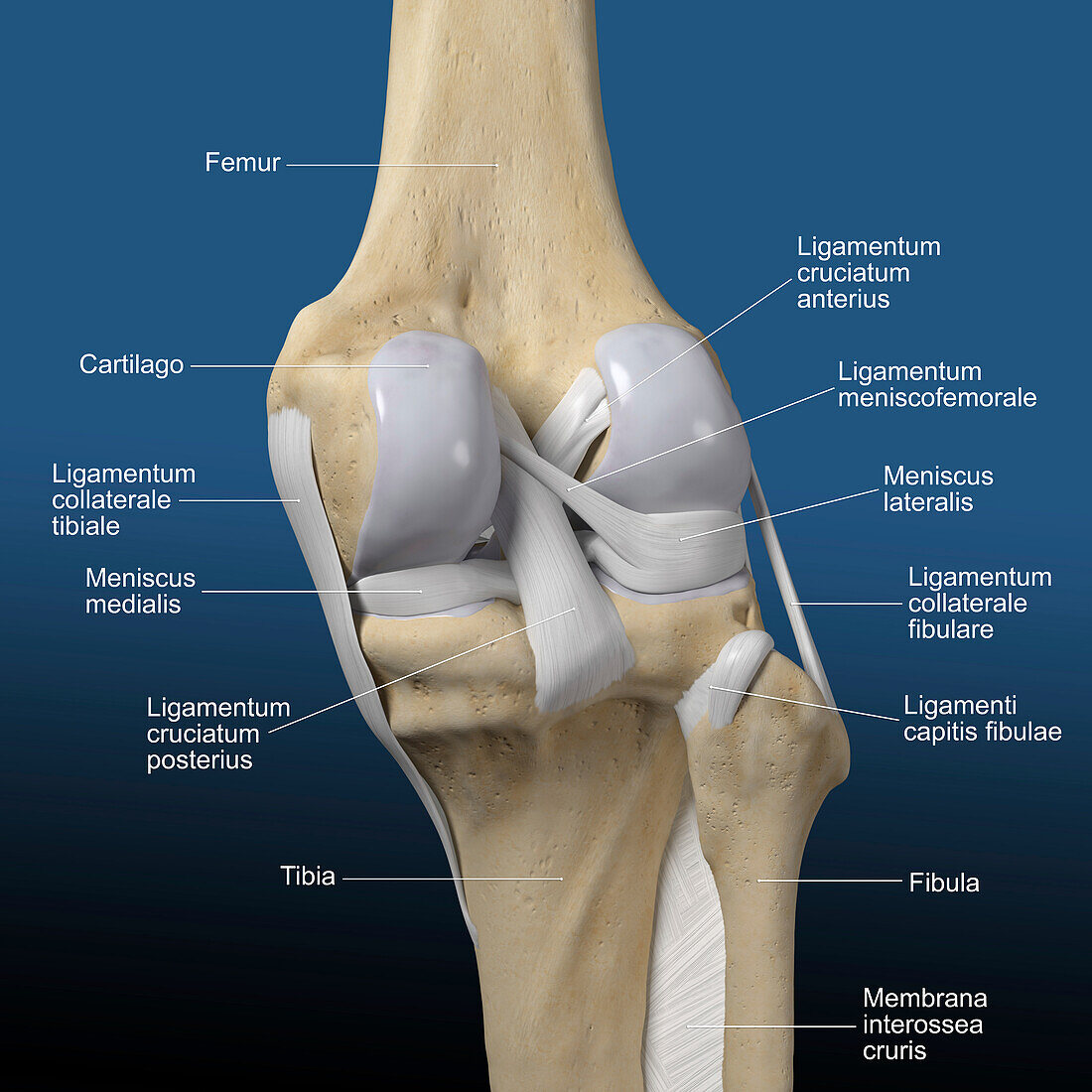 Human knee, illustration