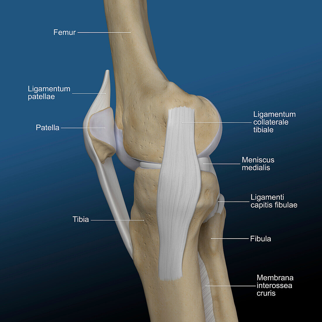 Human knee, illustration