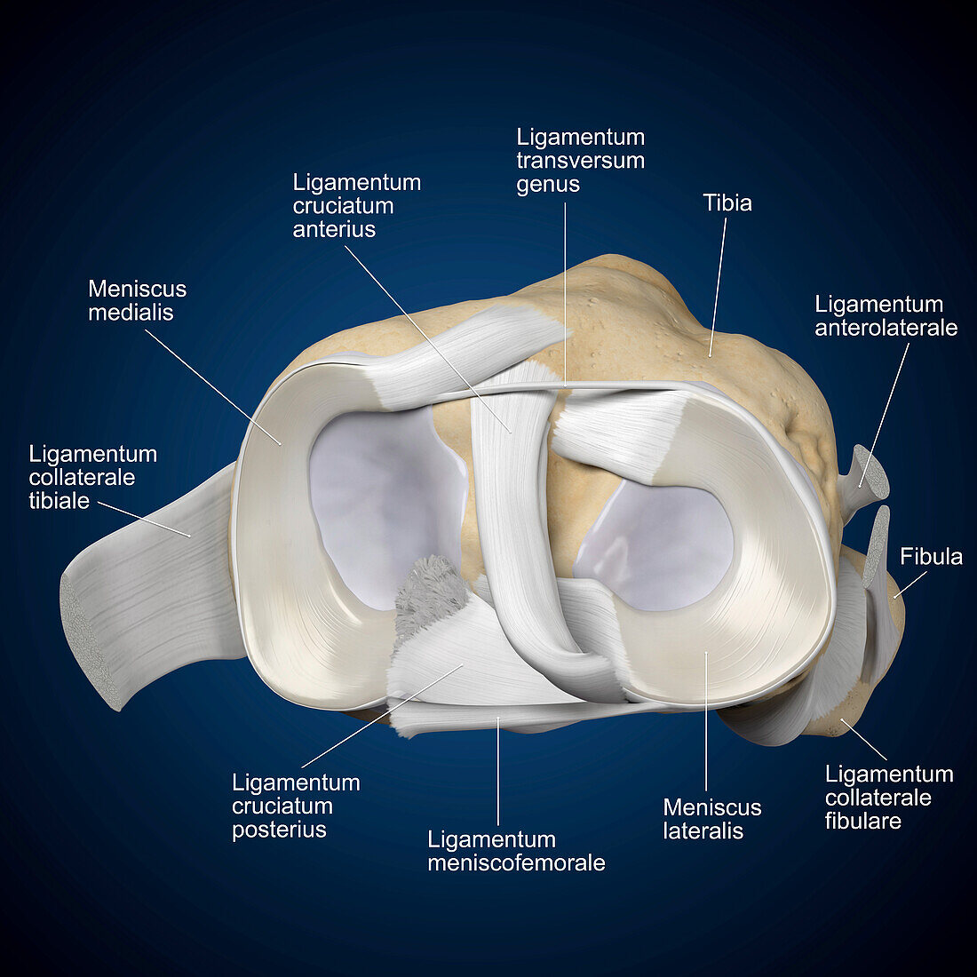 Cross-section of a human knee joint, illustration