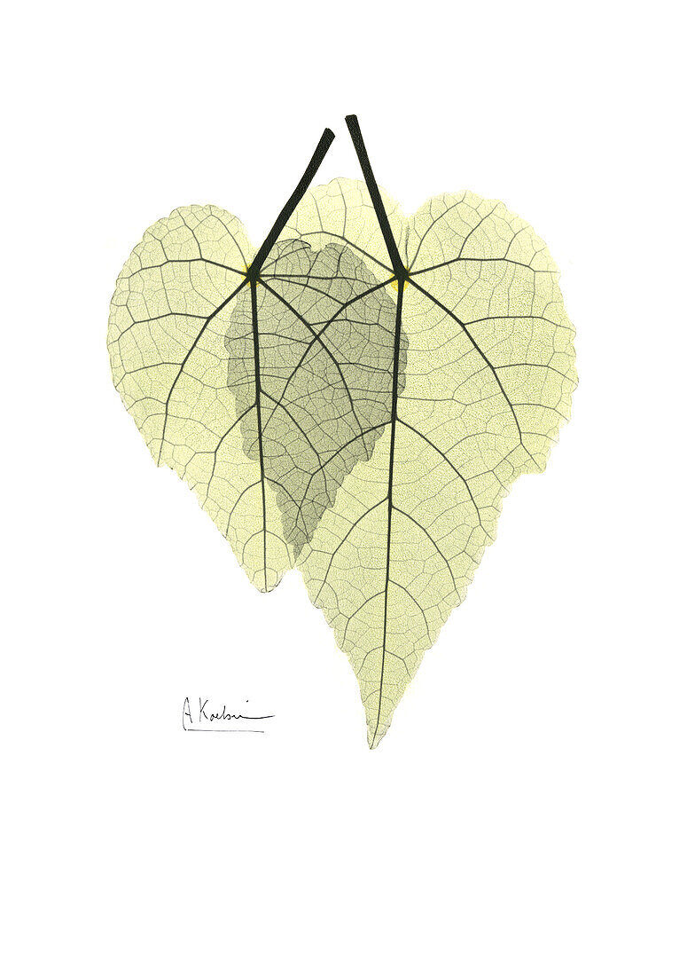 Abutilon leaves, X-ray