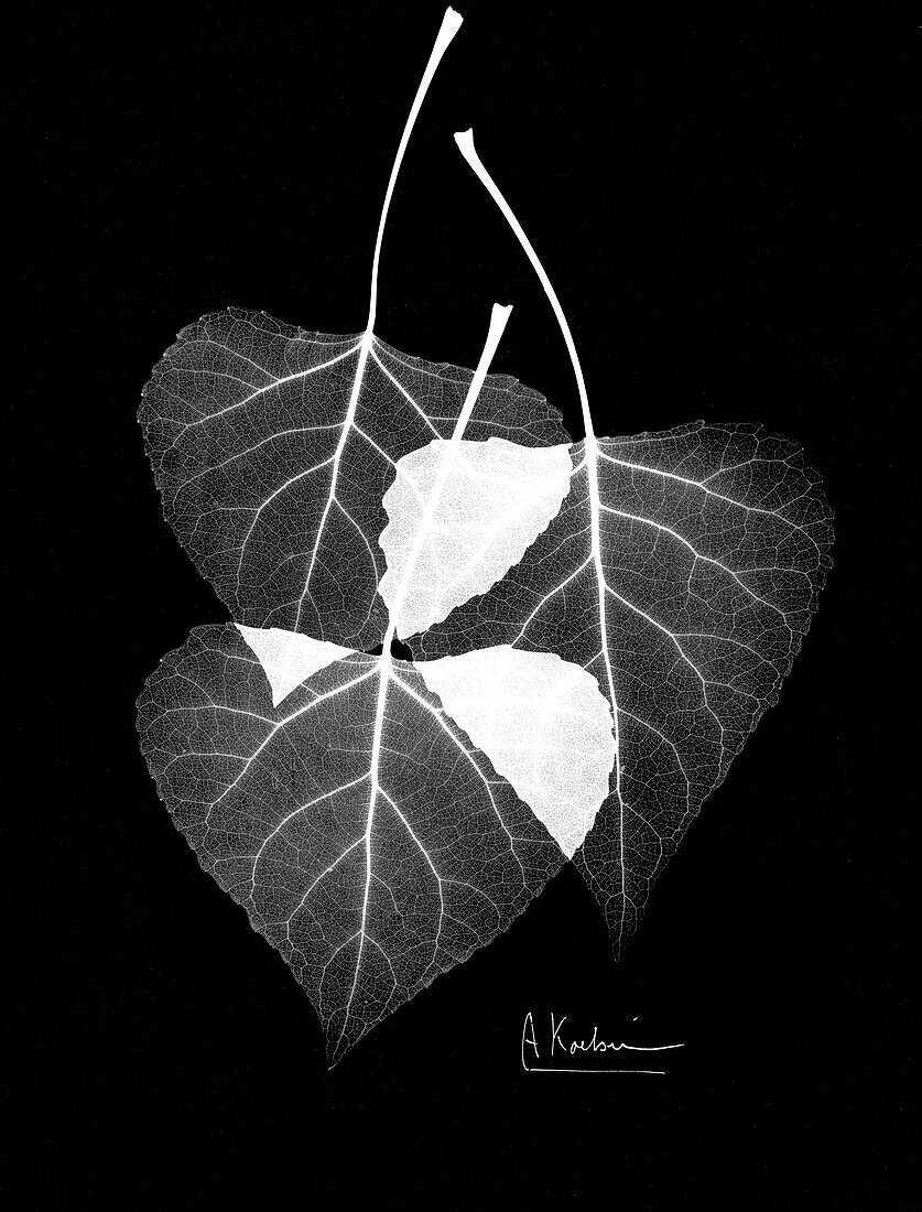 Aspen leaves (Populus tremula), X-ray