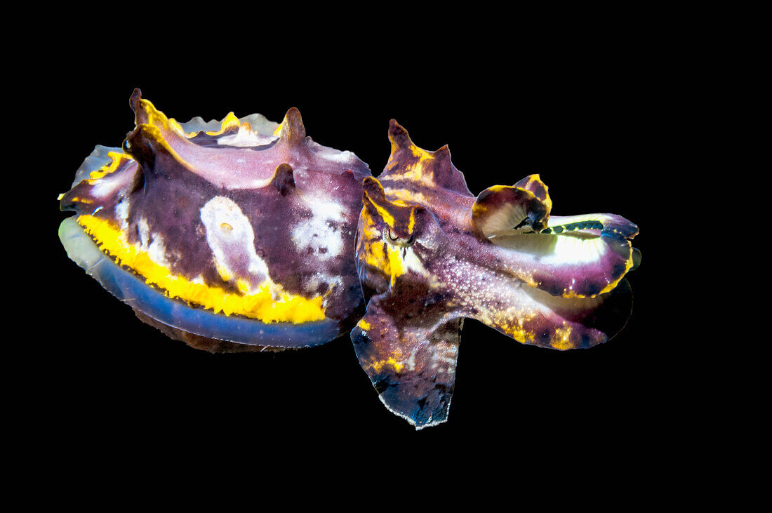 Juvenile Pfeffer's flamboyant cuttlefish