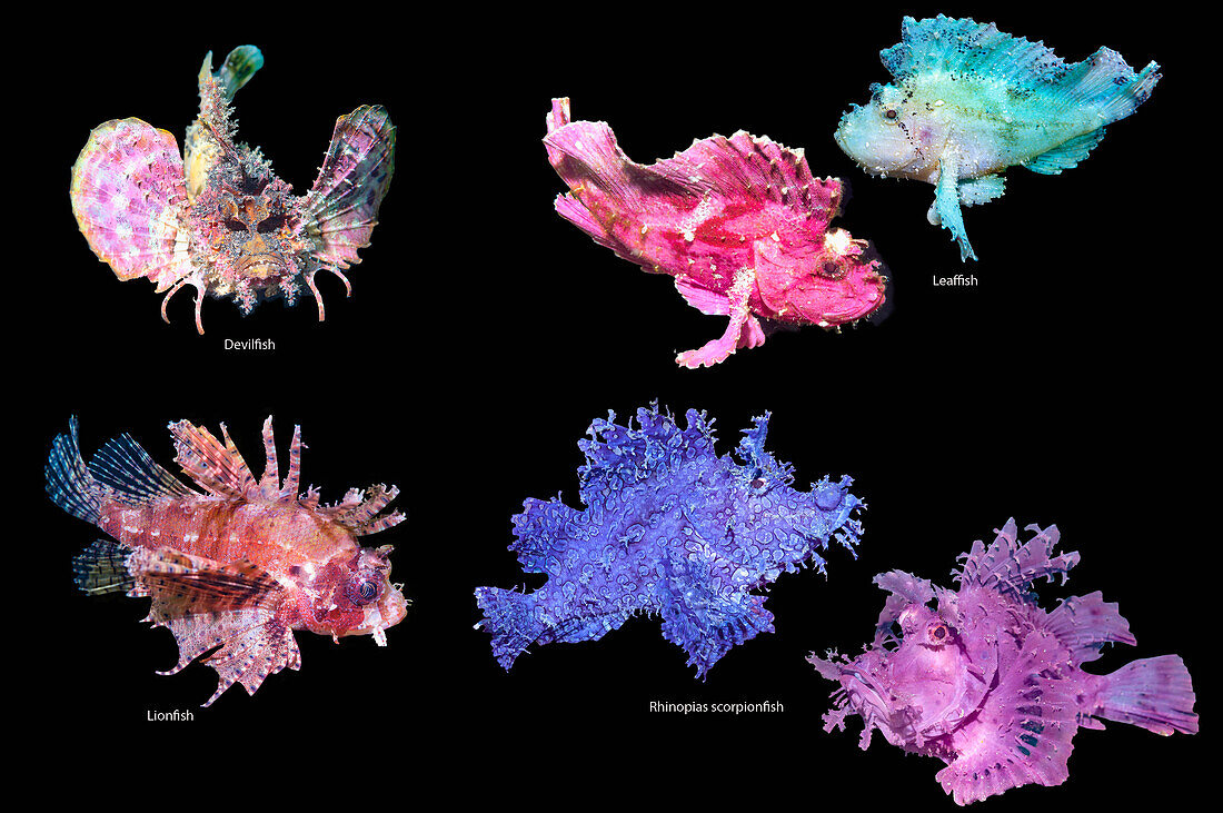 Scorpionfish, composite image
