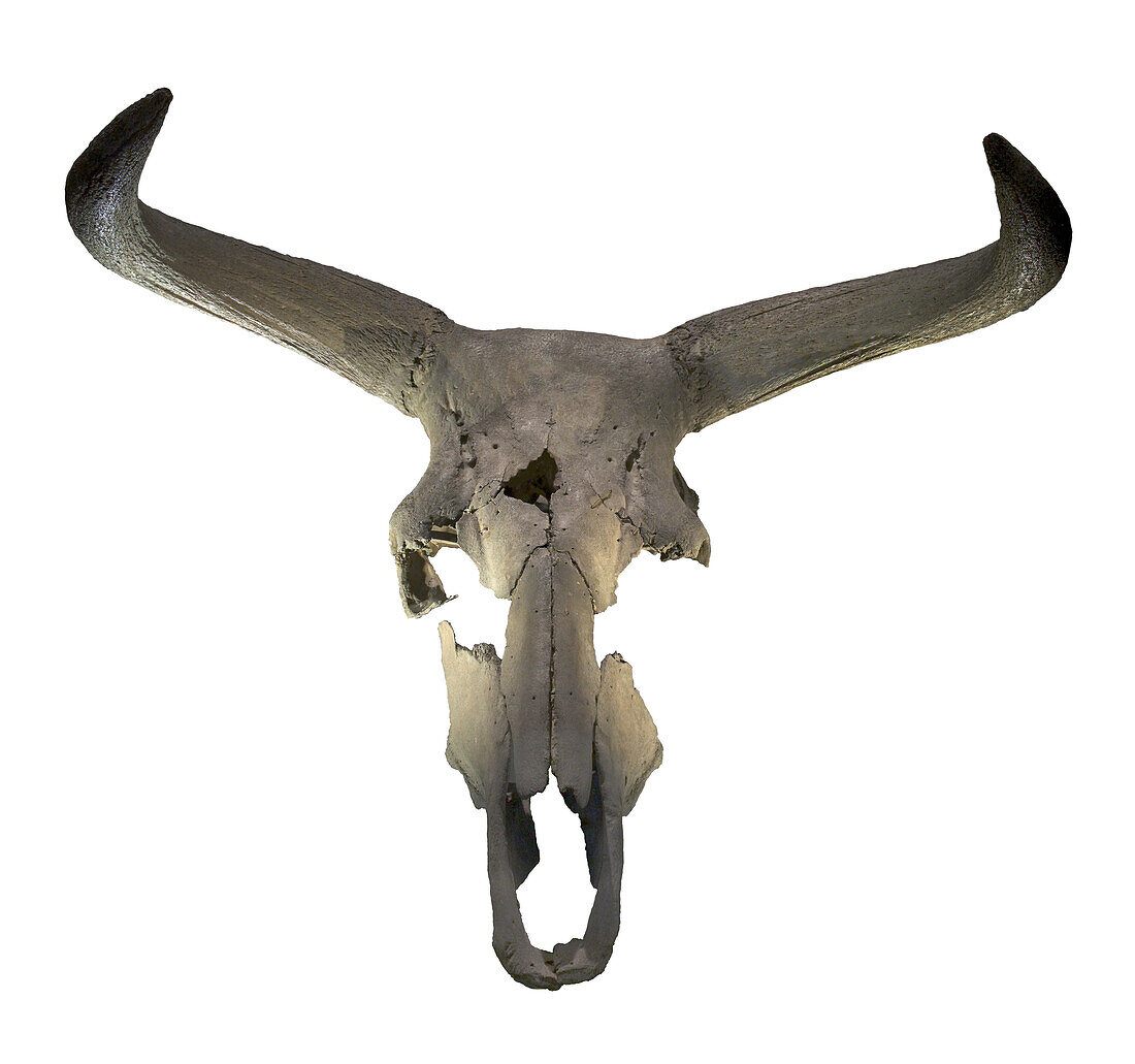 Auroch skull
