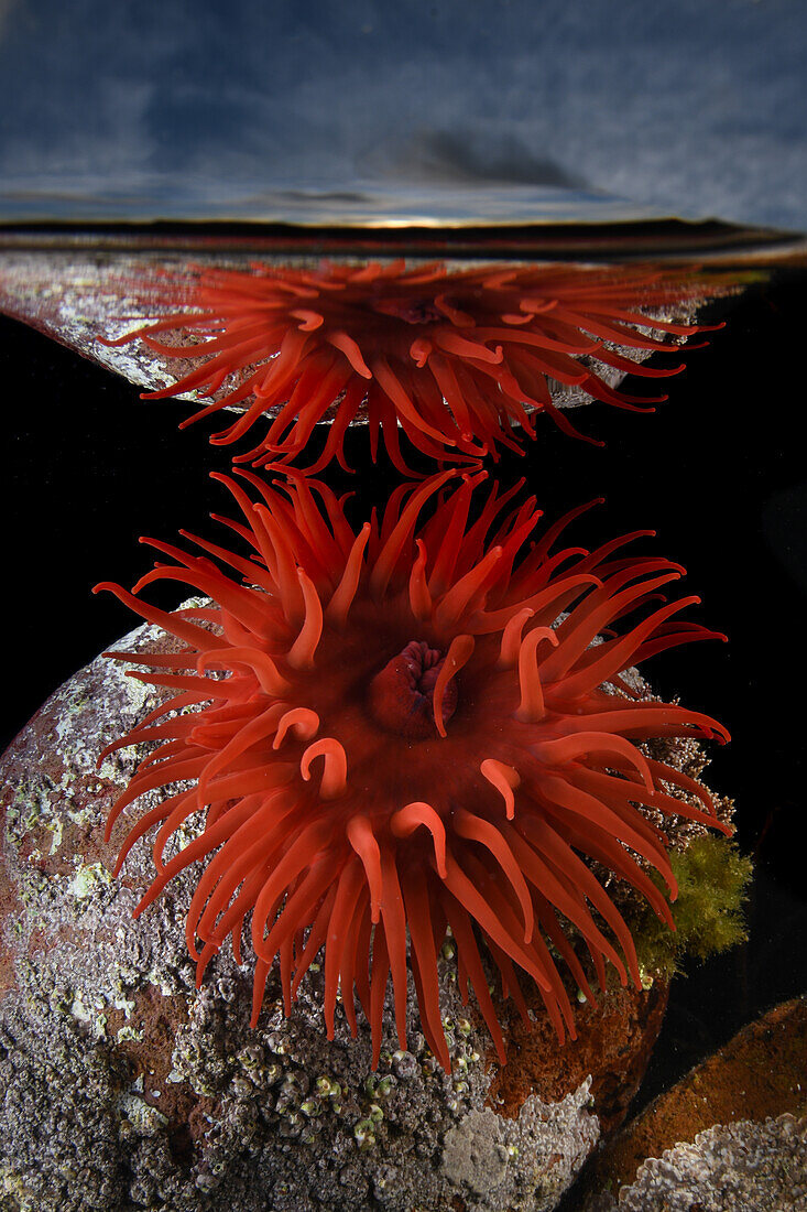 Beadlet anemone in a rockpool