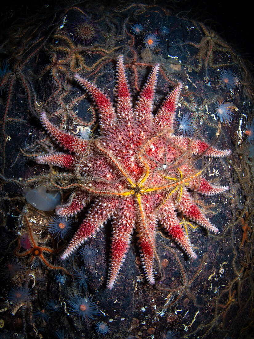 Common sunstar, brittlestars and sea loch anemones