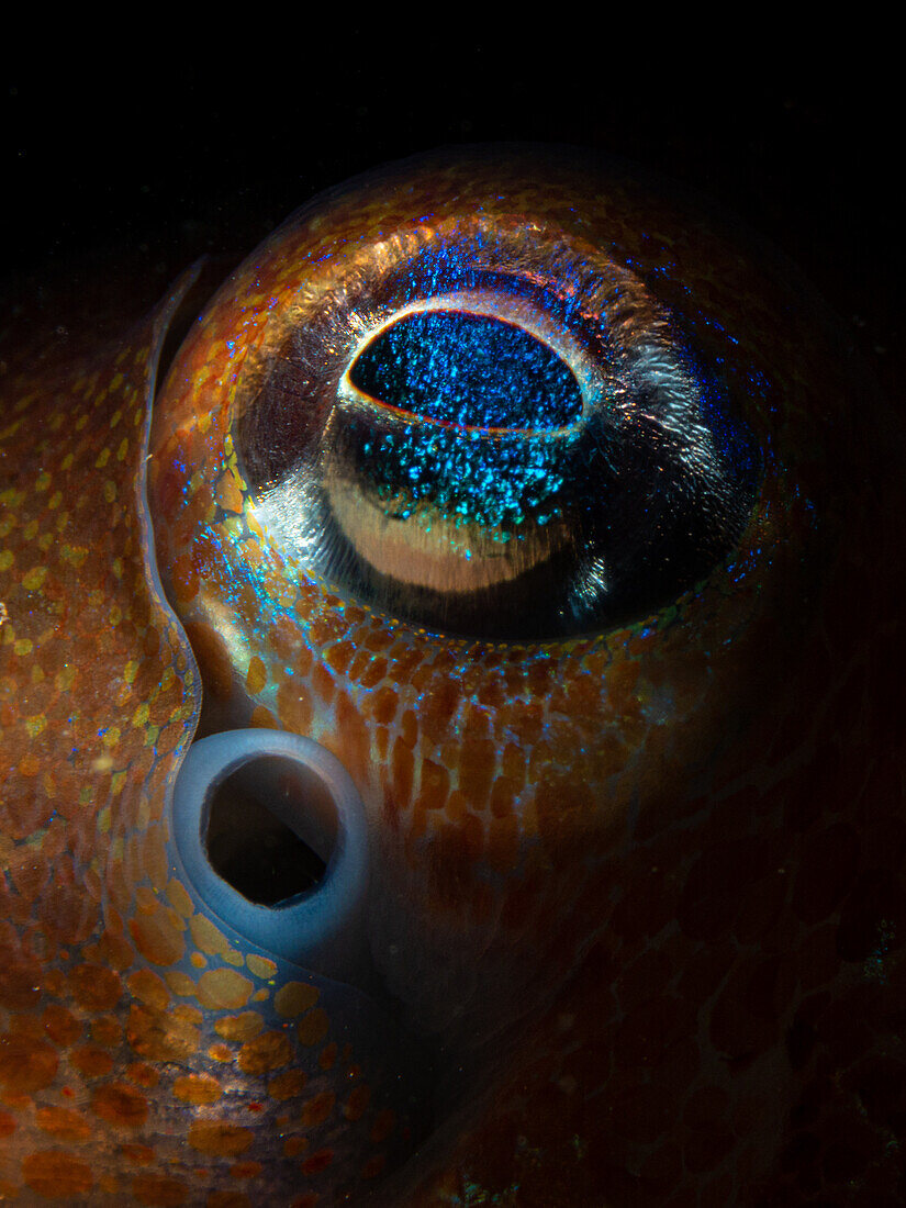 Bobtail squid eye