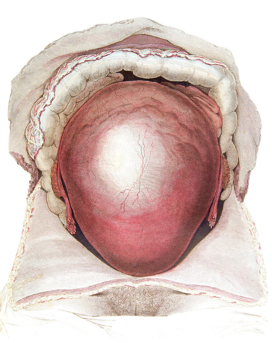 Gravid uterus, illustration