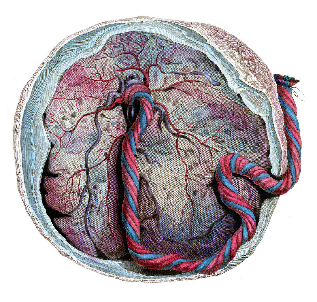Human placenta, illustration