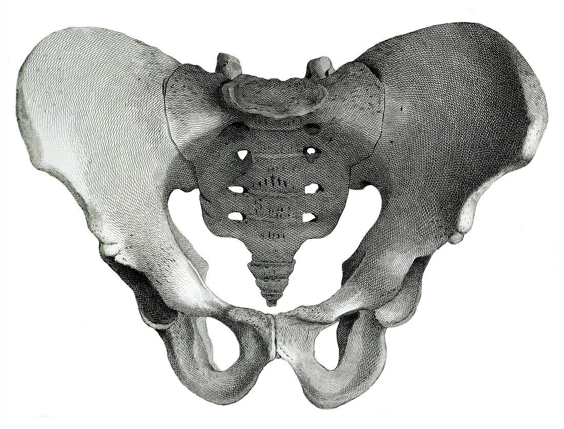Male pelvis, illustration