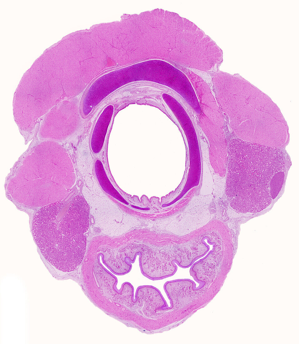 Cross-section of the neck, light micrograph
