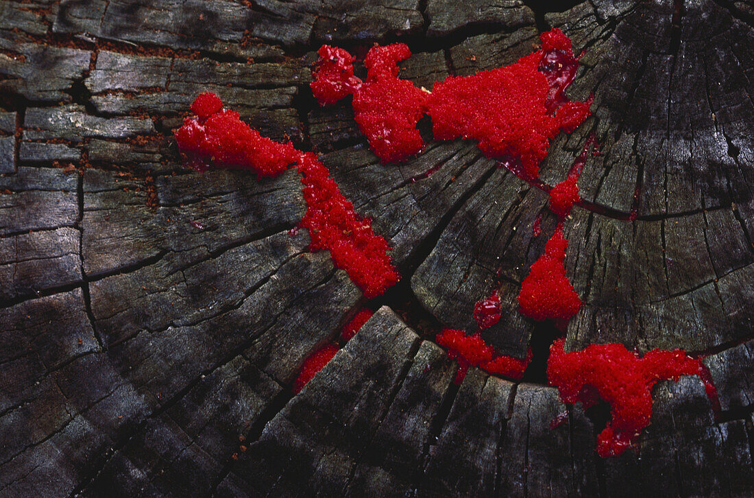Red raspberry slime mould