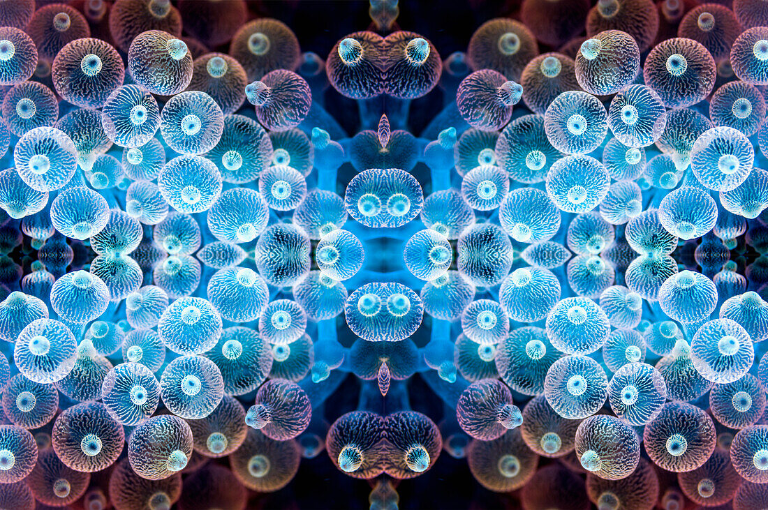 Bubble tip anemone, abstract image