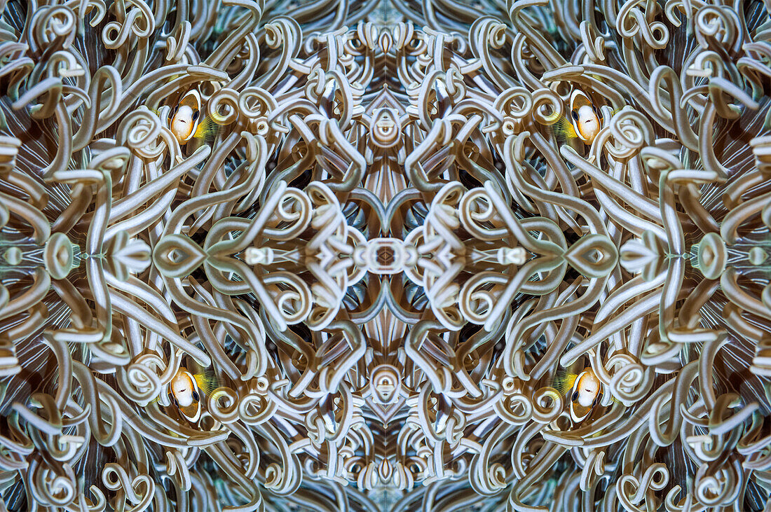 Clark's anemonefish, abstract image