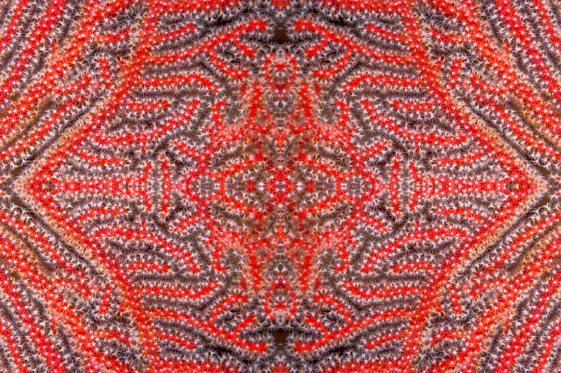 Polyps on gorgonian fan coral, abstract image