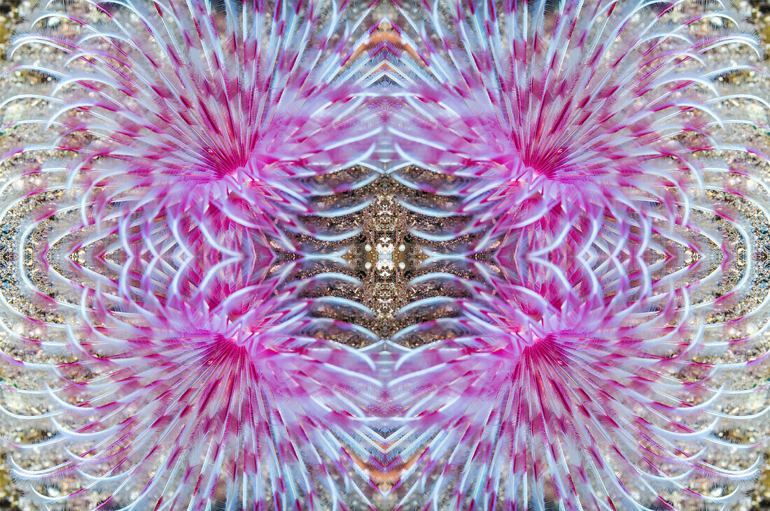Feather duster worm, abstract image