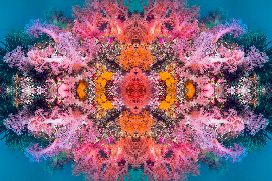Featherstar on coral, abstract image