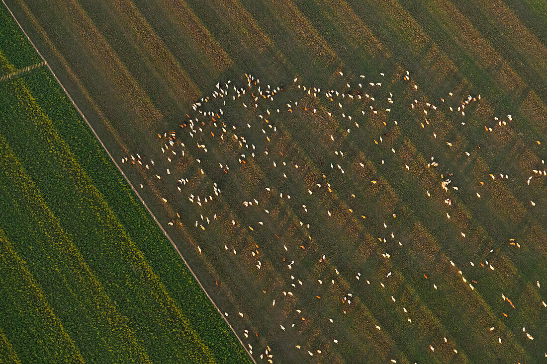 Herd of cows grazing in pastures, aerial photograph