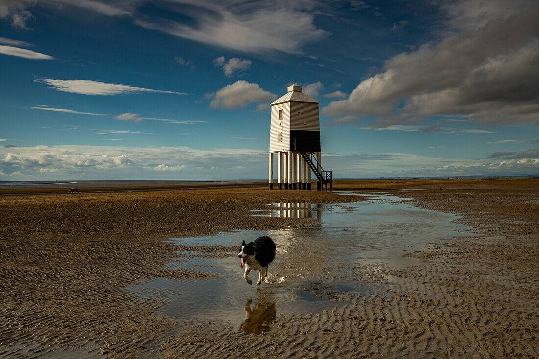 Dog running in front of a lighthouse