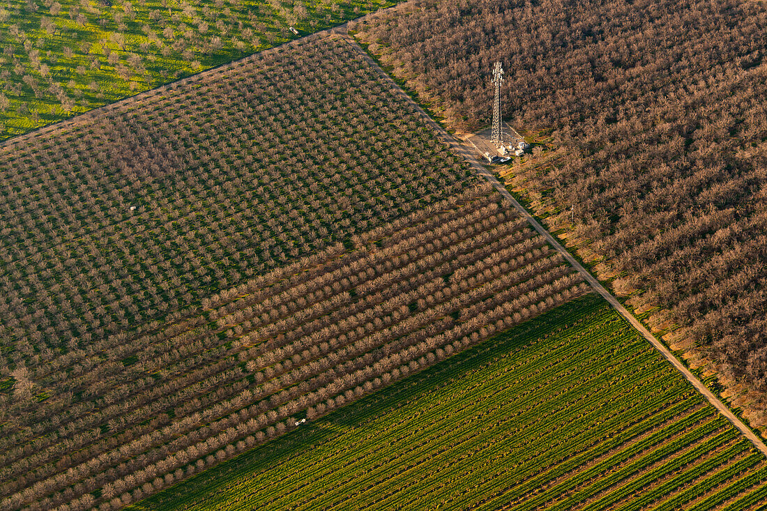 Orchard rows surrounded by farmland, aerial photograph
