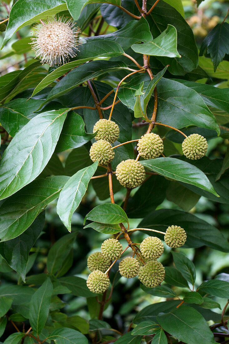 Buttonbush (Cephalanthus occidentalis) flowers and fruits