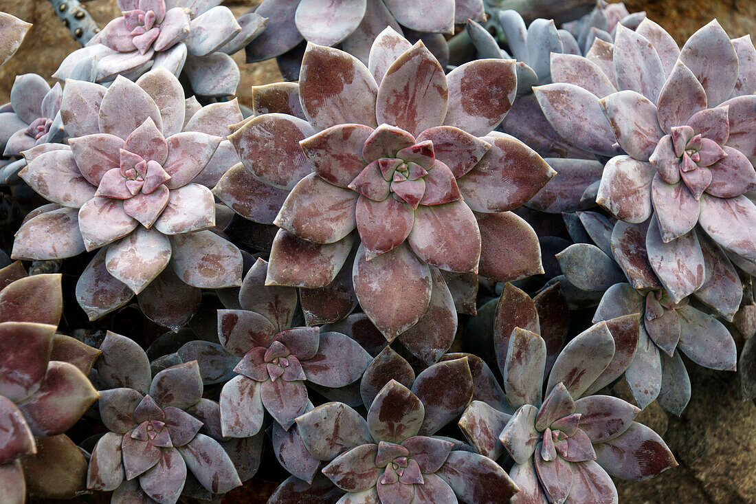 Graptopetalum (Graptopetalum superbum) plants