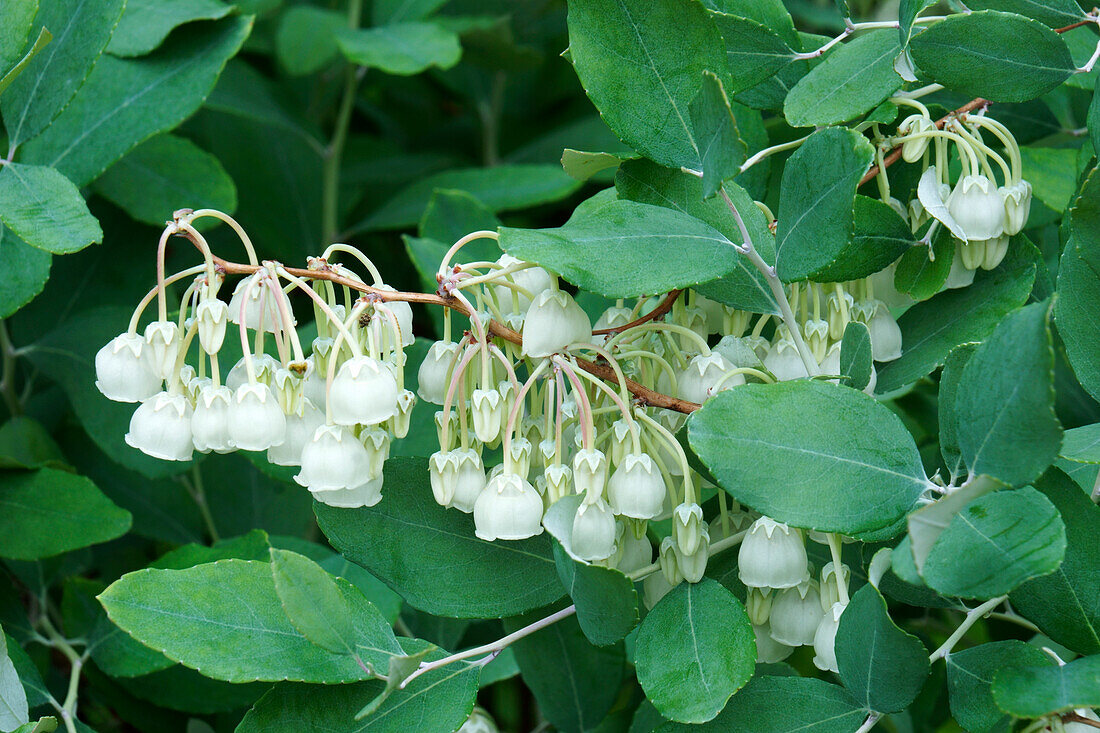 Honeycup flowers (Zenobia pervurulenta)