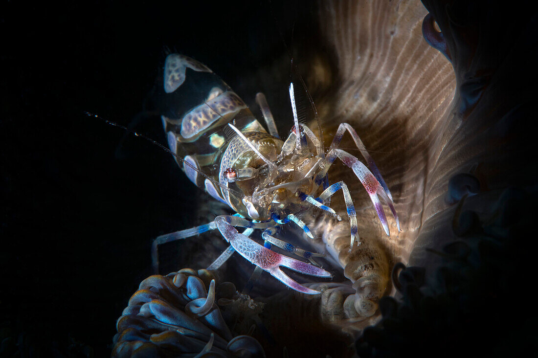 Periclimenes amethysteus shrimp on Cereus pedunculatus