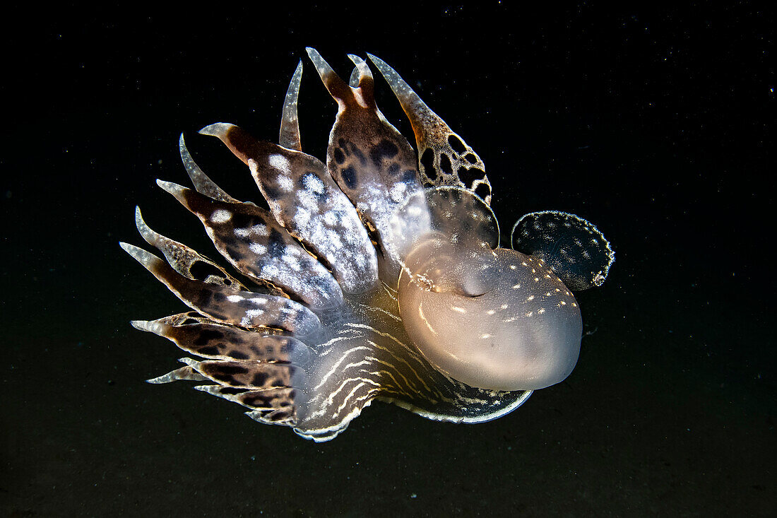 Tethys fimbria nudibranch at night