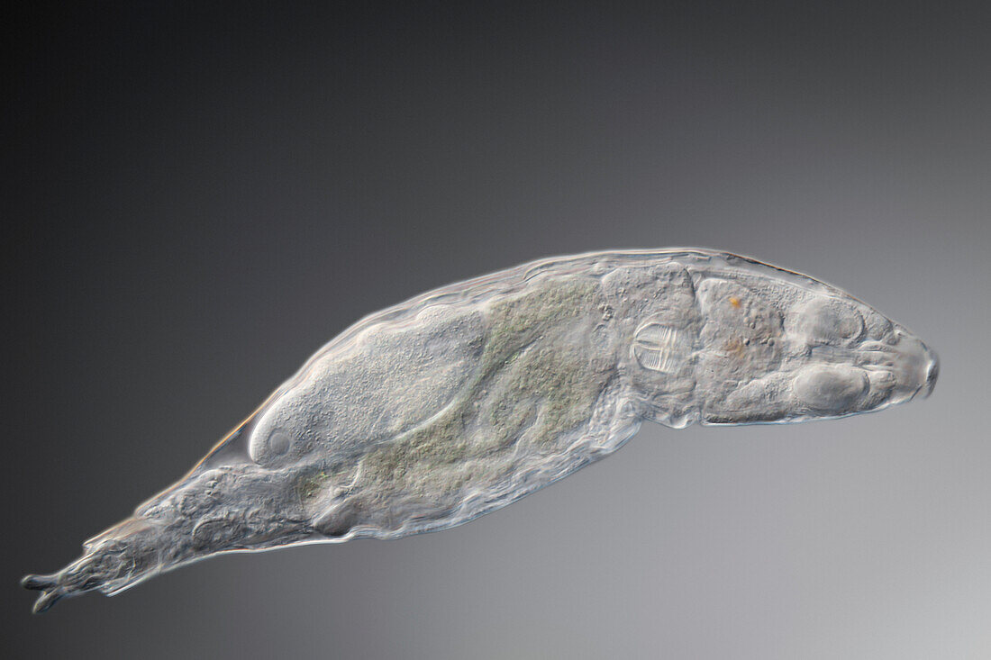 Bdelloid sp. rotifer, light micrograph