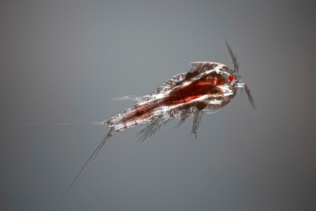 Tigriopus sp. copepod, light micrograph