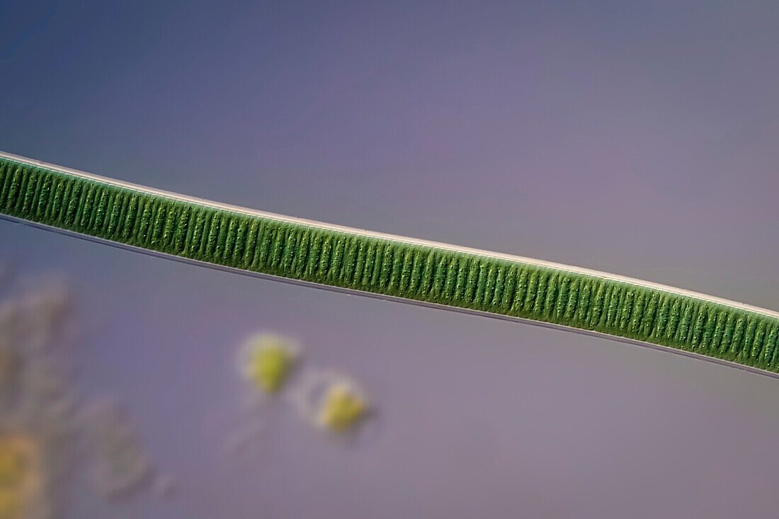 Oscillatoria sp. cyanobacteria, light micrograph
