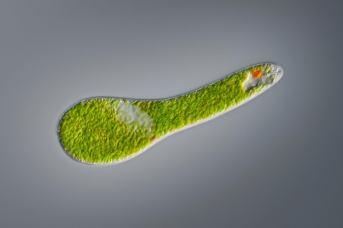 Euglena sp. protist, light micrograph