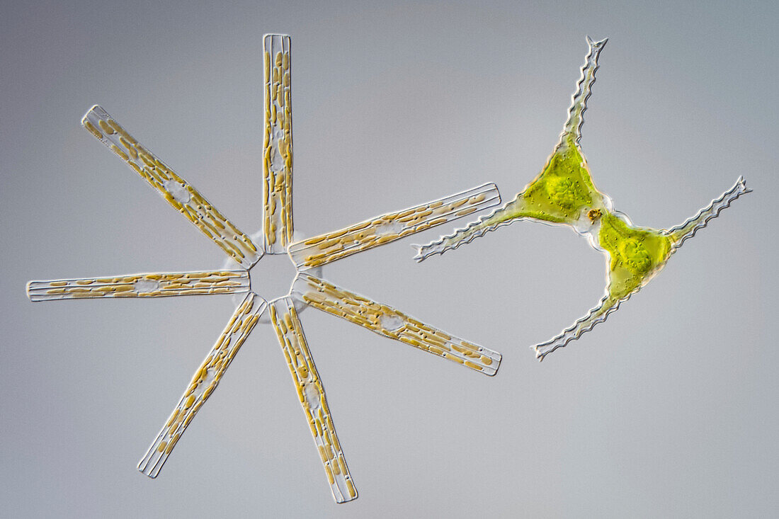 Desmid and diatoms, light micrograph