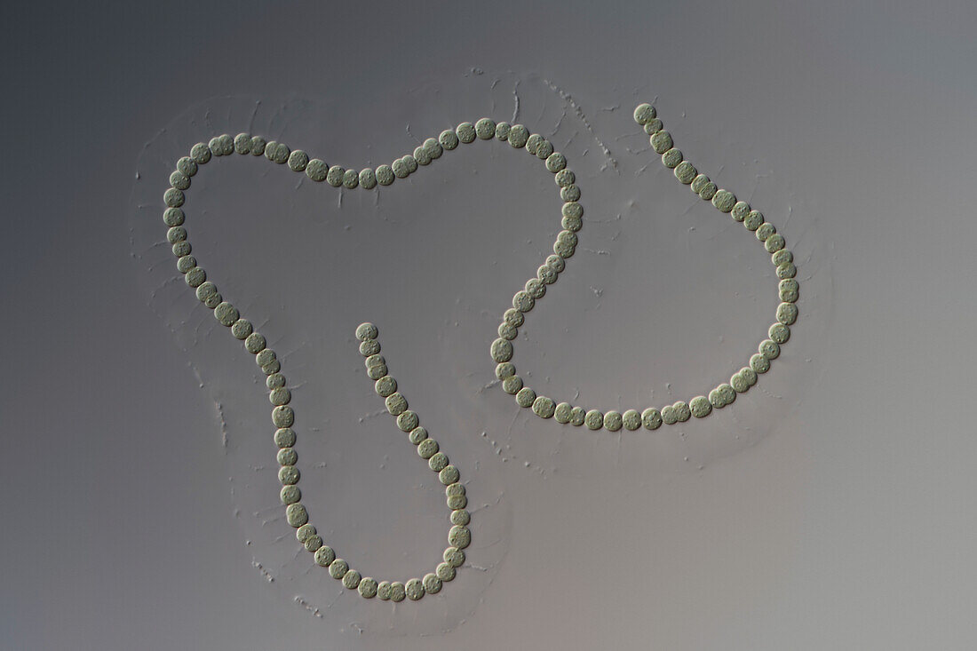 Nostoc flagelliforme cyanobacteria, light micrograph