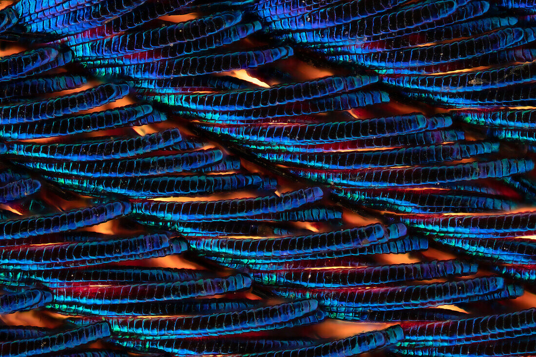 Peacock plume feather, light micrograph