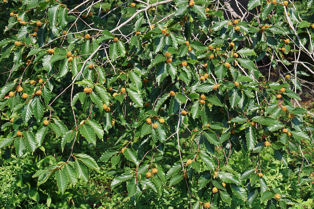 American beech tree (Fagus grandifolia) with fruits