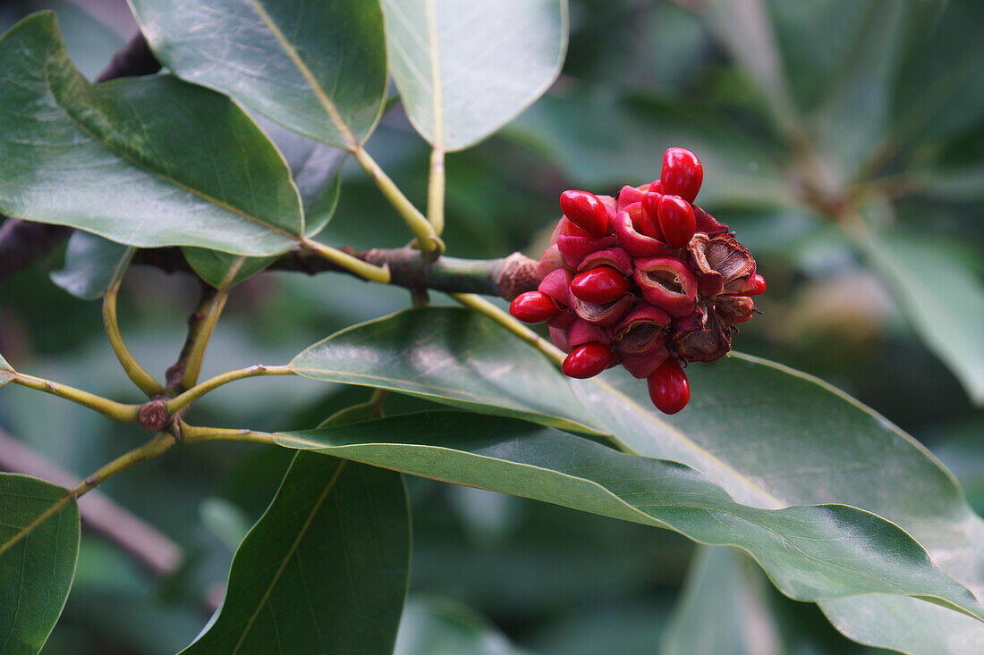 Sweetbay magnolia (Magnolia virginiana)